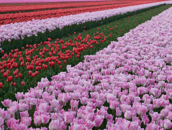 Amsterdam au départ de Rennes - tulipes