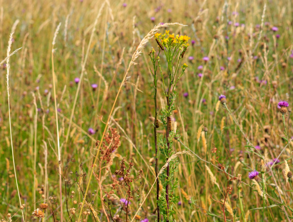 Chenilles de la Goutte-de-sang sur des fleurs de Séneçon dans un champ