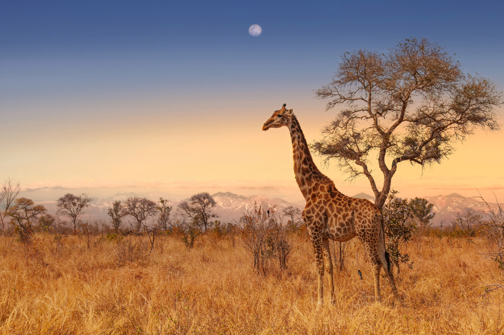   Une girafe à l'aube dans le parc Kruger, en Afrique du Sud