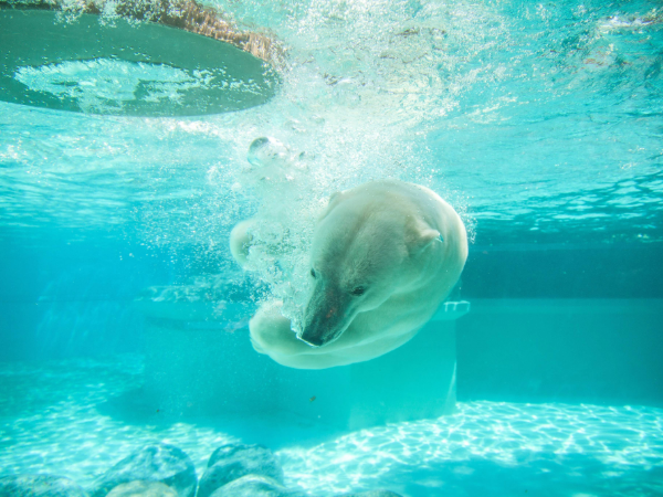 lincoln-park-zoo-chicago-etats-unis-vol-rennes-matthew-mazzei