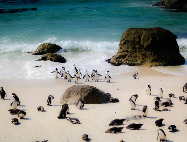 boulders-beach-casey-allen-vol-rennes-cap-afrique-du-sud