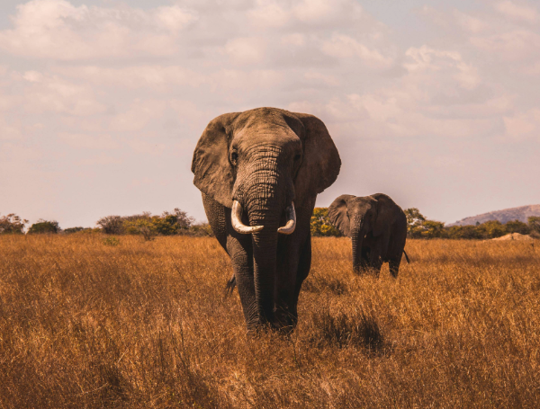 safari-aj-robbie-vol-rennes-cap-afrique-du-sud