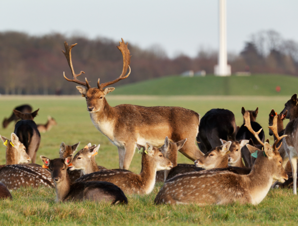 Observez les daims sauvages au Phoenix Park, le plus grand parc clos d'Europe, lors de votre séjour via un vol Rennes-Dublin.